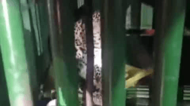 મહુવા: અંબિકા તાલુકાના અનાવલ ગામે પાંચકાકડા ફળિયામાં હુમલાખોર દીપડો પાંજરામાં પુરાયો.