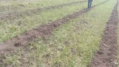 अकोला: अळशी कळशी गावाच्या शेत शिवारात तीन एकर शेती रोही प्राण्यांनी केले फस्त नागरिकांचा प्रचंड रोष केला व्यक्त