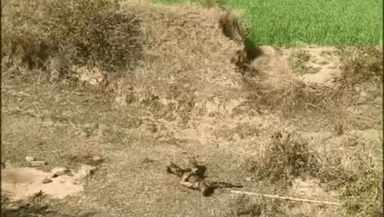 गुना नगर: साईं सिटी कॉलोनी में युवक की मौत, परिजनों का आरोप- दो लोगों ने सुनसान जगह ले जाकर जिंदा जलाया