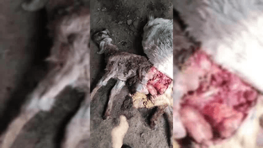 सेगांव: सेगांव में कुत्तों का कहर: 5 बकरियों की दर्दनाक मौत, ग्रामीणों में दहशत #आवारा कुत्ते #हमला #मौत #दहशत #सेगावन्यूज़