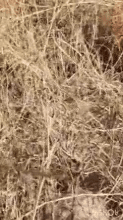 मेघाला पहाड़ी पर लगी आग, 100 हेक्टेयर वन क्षेत्र जलकर हुआ राख, तेज हवाओं से फैली आग की लपटें, दमकल भी नहीं पहुंच पाई