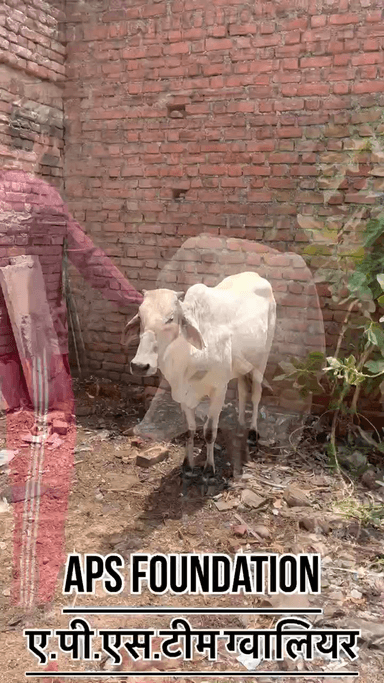 दुनिया लगी पड़ी है लोगो को गिराने में हम लगे पड़े है इंसानियत को बचाने में..!
Respect Girls help poor help animals
#apsgurjar #help #gwalior