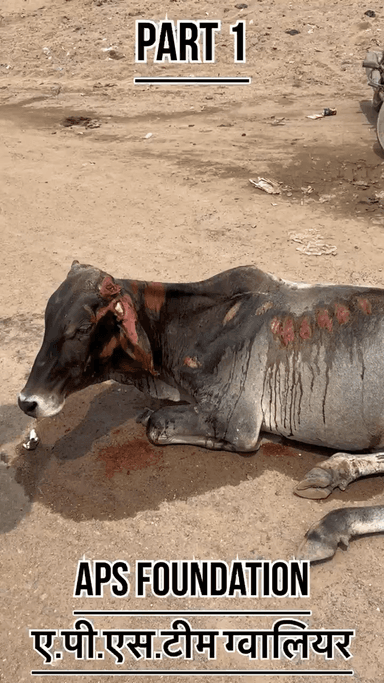 गाड़ी की लापरवाही से फिर से एक गौ माता की जा.. चली गई..!
Respect girls help poor help animals
#apsgurjar #gwalior
