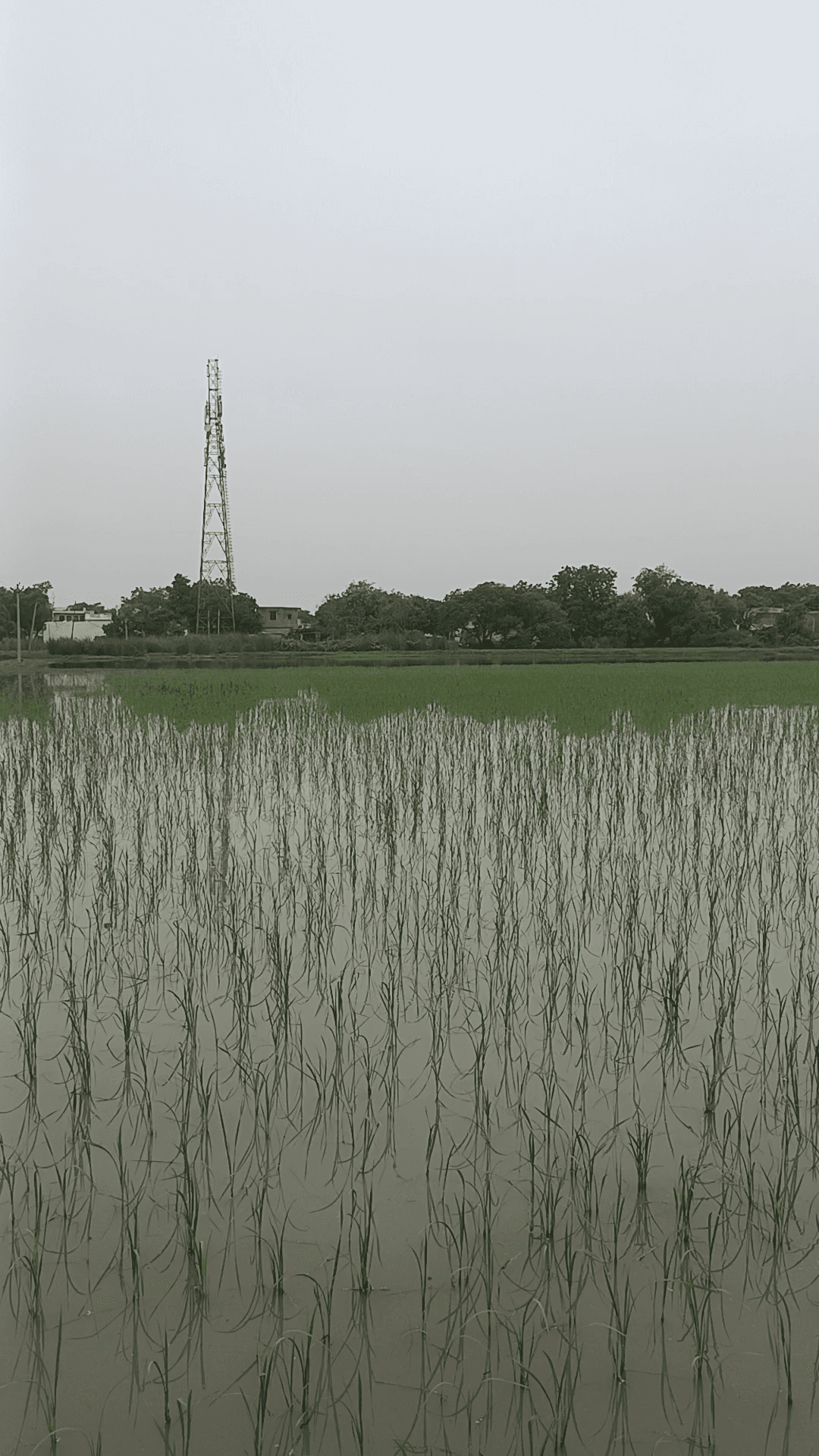 gaon data saidpur ki pokhar pakshi nuksan karte hue