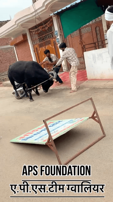 खतरनाक रेस्क्यू आज बहुत ज्यादा चोटे लगी है पर हम ने हार नही मानी..
Respect girls help poor help animals
#apsgurjar #viral #gwalior