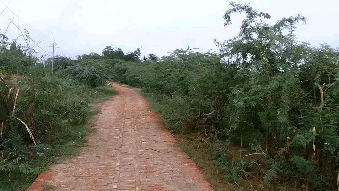 ग्राम पुरे अधियारी मैं कांटेदार पेड़ से आने-जाने में हुई बड़ा #viral