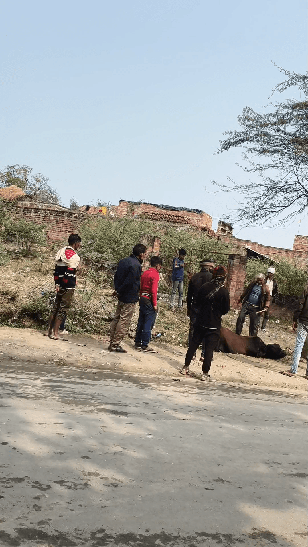 ग्राम सौज थाना कुर्रा जिला मैनपुरी गाय को मार मार कर उसका सिंह तोड़ दिया मारने वाले युवक का नाम है पंकज s/oशोभरान सिंह