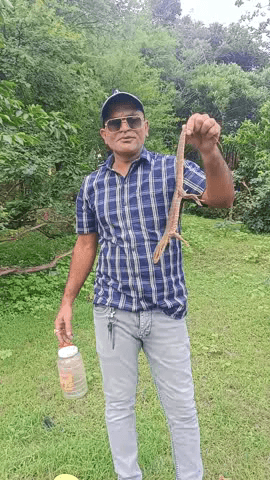 जंगल में सुरक्षित छोड़ा गया मॉनिटर लिर्जड गोयरा हफीज कुरैशी सर्प मित्र विदिशा ☎️ 8770178085☎️