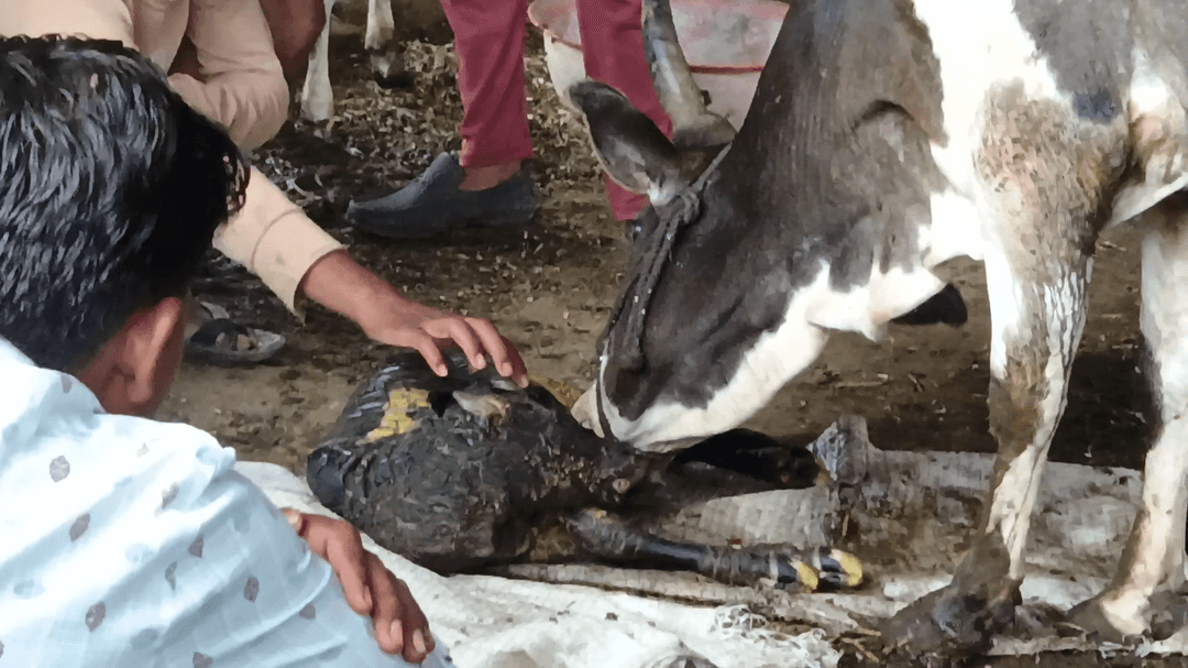 ग्राम डबडेरा तहसील माल्थोनजिला सागर मैं मैं गाय माता ने एक बछड़े को अद्भुत जन्म दिया जो देखने के लिए आदमी की भीड़ मोड पड