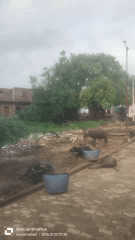 भोगनीपुर के पास में करियापुर गांव में कई साल पुराना तालाब है जिसमें कोई सुनाई नहीं हो रही है इसकी जांचकी जाए