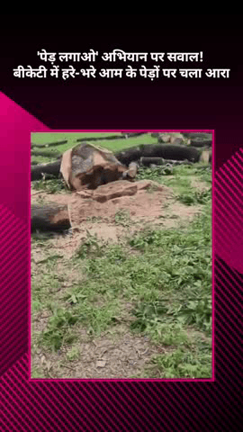 बख्शी का तालाब: पेड़ लगाओ अभियान पर सवाल! बीकेटी में हरे-भरे आम के पेड़ों पर चला आरा