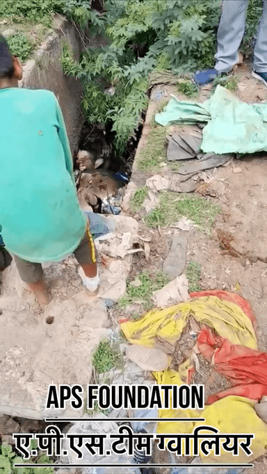 ये गाये माता के चारो पैर ऊपर हो गये🥺..!
Respect Girls help poor help animals
#apsgurjar #viral #gwalior