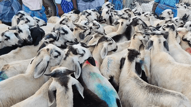 உளுந்தூர்பேட்டை: ஆடி 18 முன்னிட்டு நடைபெற்ற உளுந்தூர்பேட்டை வார சந்தையில் 3 கோடி ரூபாய்க்கு ஆடுகள் விற்பனை