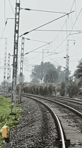 हज़ारीबाग: हजारीबाग में चालकुशा की चौबे रेलवे लाइन पर दिखा हाथियों का झुंड