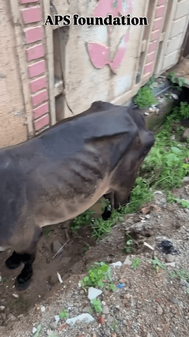 My life 🥺
Respect Girls help poor help animals
#apsgurjar #gwalior