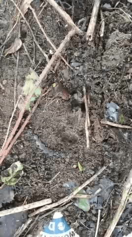 अलवर: अलवर में लेपर्ड का कहर, 1 घंटे में आठ बकरियों का शिकार, बाजरे के खेतों में छिपा वन्य जीव बना दहशत का कारण