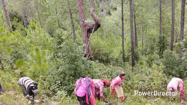 ओखलकांडा: ग्राम नाई के प्लांटेशन में पर्यावरण प्रेमी चंदन नयाल और ग्रामीण महिलाओं ने किया पौधारोपण