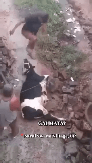 प्रतापगढ़ के महेशगंज थाना क्षेत्र के अंतर्गत सराय स्वामी गांव में एक गाय के साथ कथित क्रूरता का एक परेशान करने वाला वीडियो सोशल मीडिया पर वायरल हो रहा है।
#apsgurjar