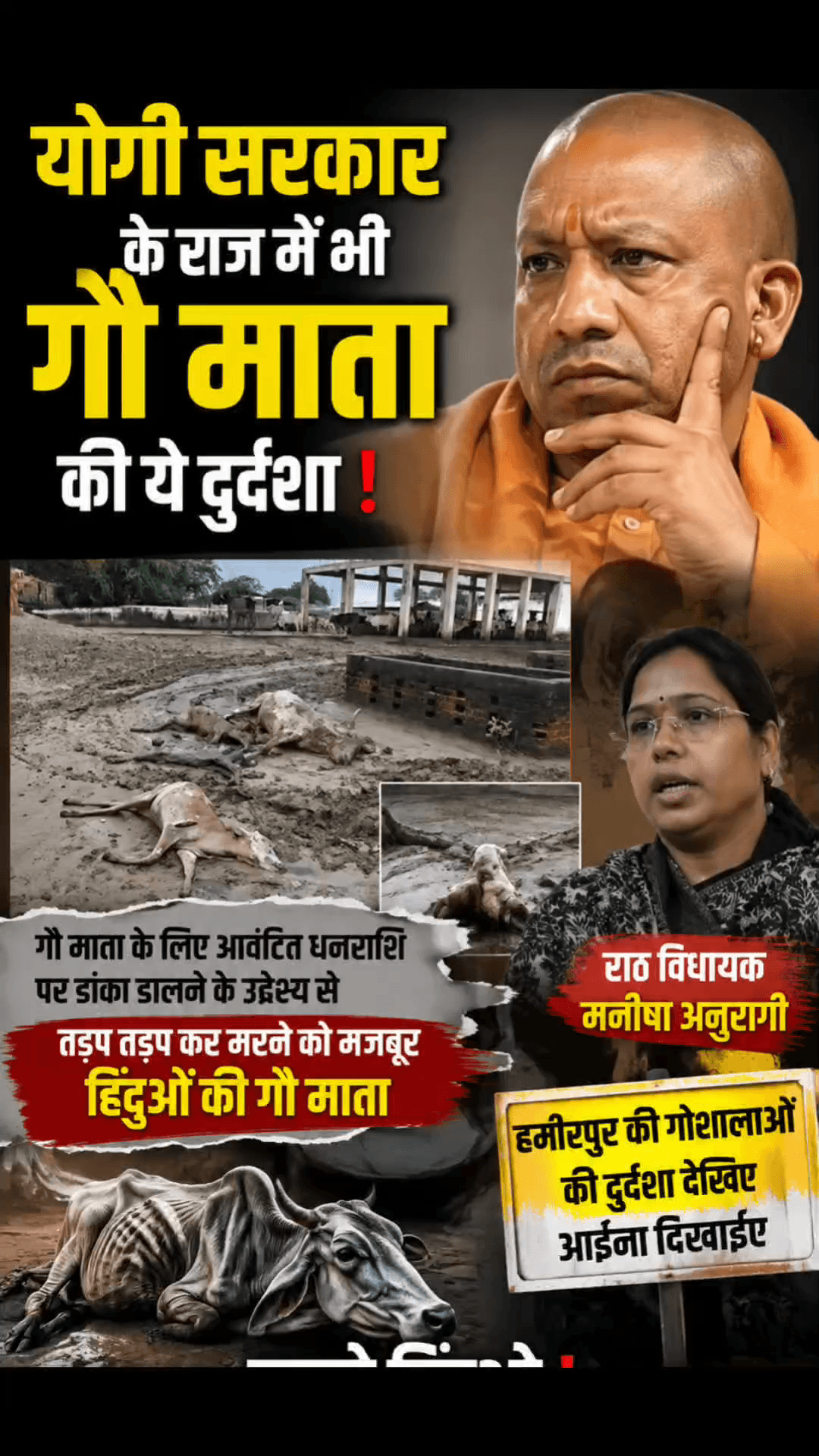हमीरपुर की गौशालाओं में देख रेख न होने की वजह से तड़प तड़प कर मर रही है गौ माताएं