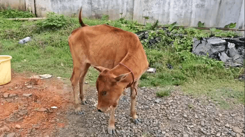 শিৱসাগৰ: জয়সাগৰ আৰক্ষীৰ গৰু চোৰৰ বিৰুদ্ধে অভিযান আটক কৰিছে এজন ব্যক্তিক