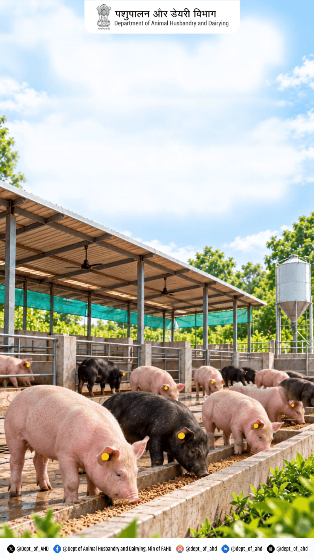 शेड का सही रखरखाव ही स्वस्थ सूअर और बेहतर उत्पादन की गारंटी है।
#PigFarming #LivestockManagement #Pashudhan #FarmTips