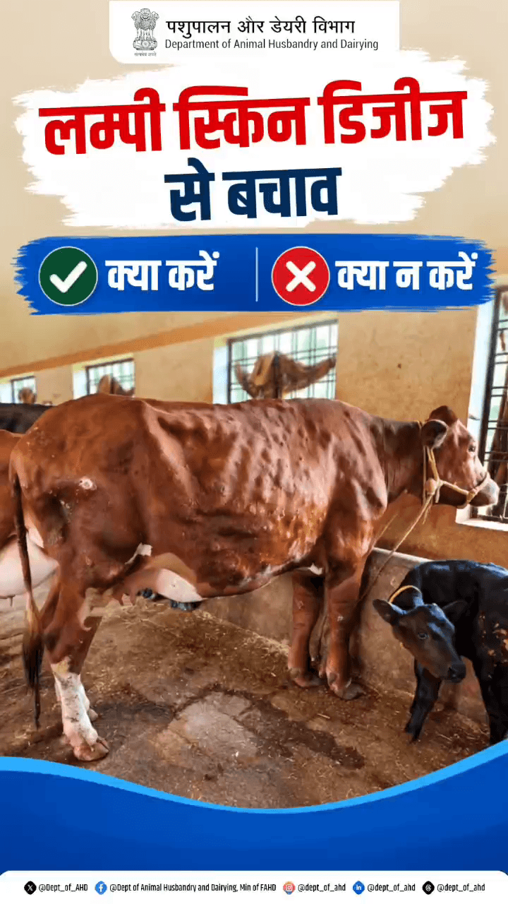 लम्पी रोग से बचाव के लिए रहें सतर्क!
पशु के शरीर पर गांठें या दाने दिखाई दें तो इसे नजरअंदाज न करें।
#LumpySkinDisease