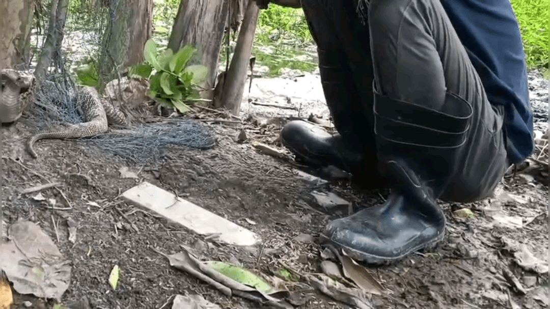 নাকাশিপাড়া: আবারও বড় উদ্ধার! গাছা ঘোষপাড়ায় জালে জড়ানো মৃত্যুদূত