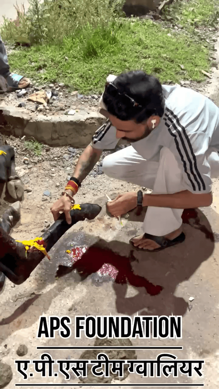 इस गौमाता का एक्सीडेंट हो गया था। रात करीब 12–1 बजे #apsgurjar
