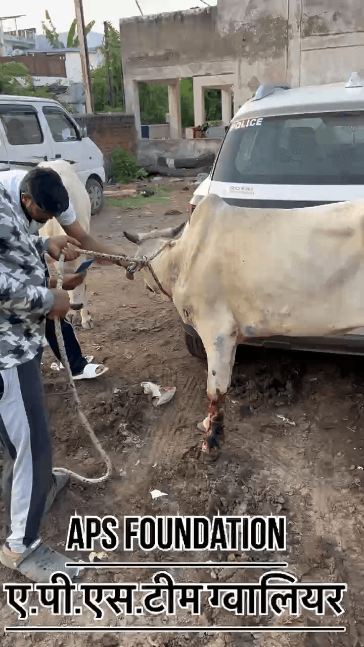 🙏🚩 लंपी का कहर जारी है, लेकिन गौसेवा में APS टीम पीछे नहीं हटेगी! 🐄❤️
#apsgurjar #viral #gwalior