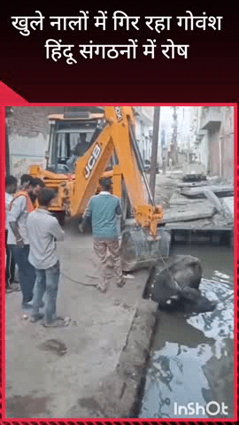 सरधना: खुले नाले गोवंश के लिए बने जानलेवा, बजरंग दल के कार्यकर्ताओं ने 22 गोवंश को गौशाला पहुंचाया, नाले से निकाली गई गाय