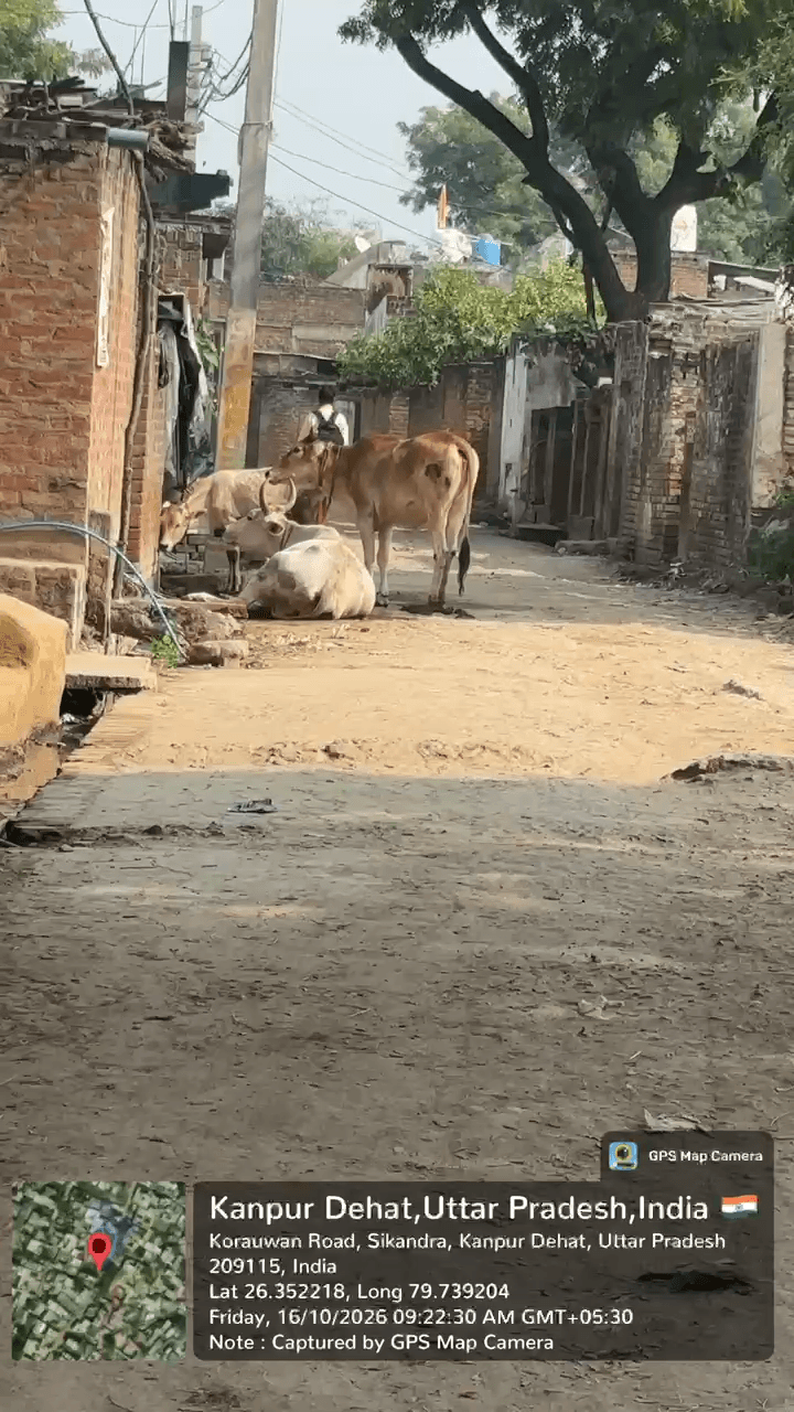 लापरवाही: रास्ते पर गौवंश बांधने से हादसे का खतरा, हिंदू रक्षा दल की शिकायत पर कानपुर देहात पुलिस अलर्ट