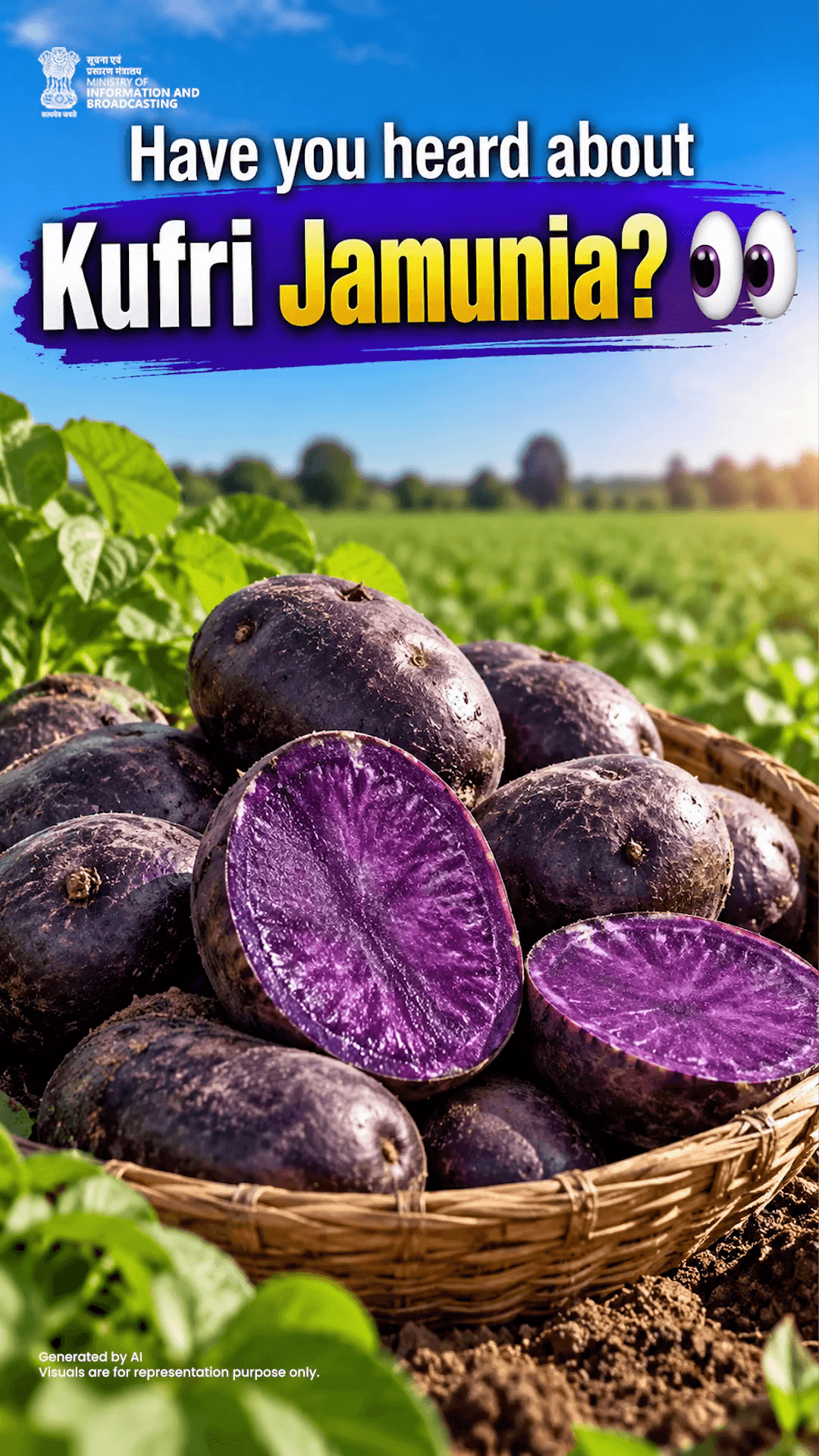 It starts beneath the soil— with a familiar crop taking on a new role.