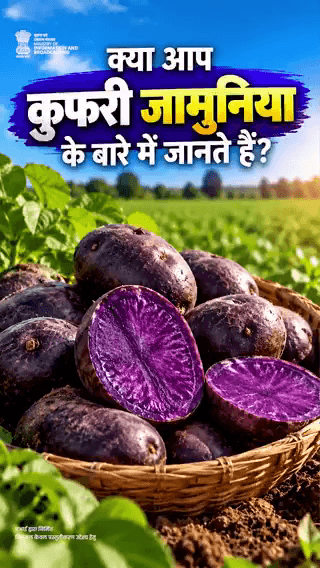 ‘कुफरी नीलकंठ’ और ‘कुफरी माणिक’ के बाद अब ‘कुफरी जामुनिया’ इस दिशा में एक महत्वपूर्ण उपलब्धि है।