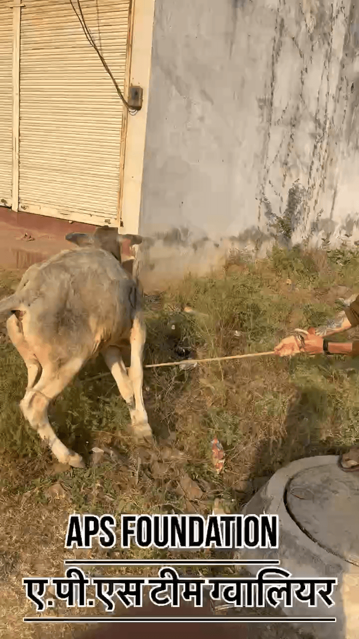 आइए, इंसानियत दिखाएँ और बेजुबानों की आवाज़ बनें। 🐄❤️
Respect Girls help poor help animals
#apsgurjar #viral #gwalior