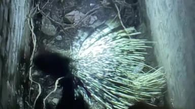 દહેગામ: દહેગામના સોલંકી વાસમાં શાહુડી આવી જતાં ફાયર બ્રિગેડ દ્વારા રેસ્ક્યુ કરવામાં આવ્યું