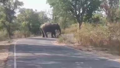 அஞ்செட்டி: நாட்ரம்பாளையம் - அஞ்செட்டி வனப்பகுதியில் சாலையோரமாக நீண்ட நேரம் நின்ற ஒற்றைக்காட்டுயானை, பொதுமக்கள் அச்சம்