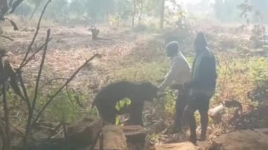 ଅନୁଗୋଳ: ହରିପୁର ଗ୍ରାମ ନିକଟ ନଦୀରେ ମାଛ ଜାଲରେ ଫସିଲା ହାତୀ ଛୁଆ