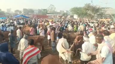 ஊத்தங்கரை: பொங்கலுக்கு பிறகும் களை கட்டிய ஊத்தங்கரை மாட்டு சந்தை – விவசாயிகள், வியாபாரிகள் கூட்டம்