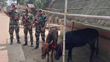 दिघलबैंक: पैनीटोला के पास एसएसबी जवानों ने तस्करी के दो मवेशियों को किया ज़ब्त