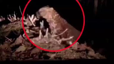 तामिया: कुआंबदला में तेंदुआ कैमरे में कैद, वीडियो वायरल होने के बाद वन विभाग ने जारी किया अलर्ट