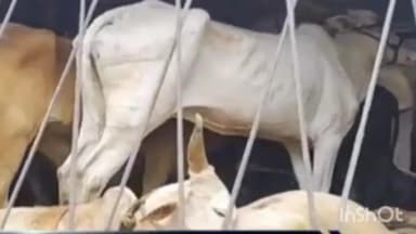 चाकूर: घरणी पुलाजवळ कत्तलीसाठी मिळणारे वाहन पकडले सात लाखांचा मुद्देमाल जप्त