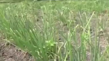 விளாத்திகுளம்: விளாத்திகுளம் புதூர் பகுதிகளில் பனிப்பொழிவு காரணமாக வெங்காய உற்பத்தி பாதிப்பு