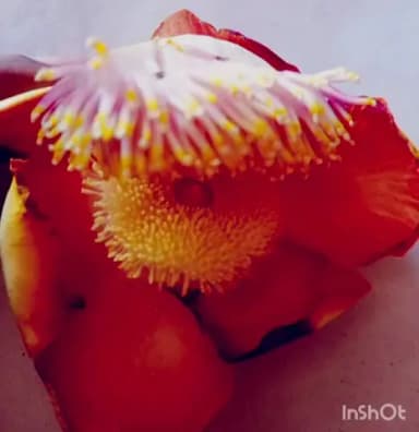 ಚಿಕ್ಕಬಳ್ಳಾಪುರ: ವರ್ಷಕ್ಕೊಮ್ಮೆ ಅರಳುವ ನಾಗಲಿಂಗ ಪುಷ್ಪದ ದರ್ಶನ ಪುಷ್ಪವನ್ನು ದರ್ಶಿಸಲು ಸಾವಿರಾರು ಜನ ಬಾಗಿ