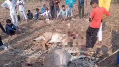 पंचदेवरी: सेमरिया स्याही के पास दो नीलगायों की गला रेतकर हत्या, पुलिस और वन विभाग के अधिकारी कर रहे हैं जांच