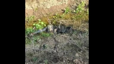 खण्डार: खंडार: बालेर सड़क मार्ग पर पुलिया के पास संदिग्ध परिस्थितियों में झाड़ियों में मिला युवक का शव