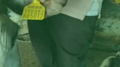 चांदूर रेल्वे: चांदूर रेल्वे पोलीस ठाण्याची कारवाई : गोवंशीय जनावरांची अवैध वाहतूक उघडकीस