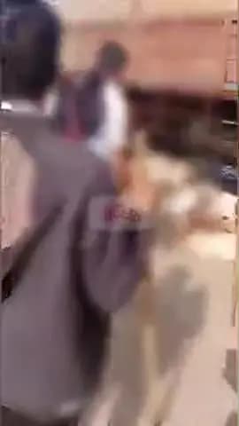 જોડિયા: માધાપર સાંપર ગામ નજીક ટ્રક ચાલકે અડફેટે લેતા 20 થી વધુ ઘેટાં બકરાઓના મોત નીપજ્યા