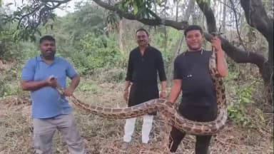 પારડી: દમણીઝાંપા કોથરવાડી વિસ્તારમાં 15 ફૂટ અજગર નો રેસ્ક્યુ કરાયું