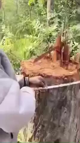 गुरु घासीदास राष्ट्रीय उद्यान के जंगल में लकड़ी की कटाई हो रही है, विभाग के अधिकारियों ने तस्करों का बढ़ता हौसला देखा