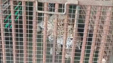 પારડી: રોહિણા ગામે શિકાર ની શોધમાં આવેલ દીપડો માદા દિપડી હોવાનું સામે આવ્યું